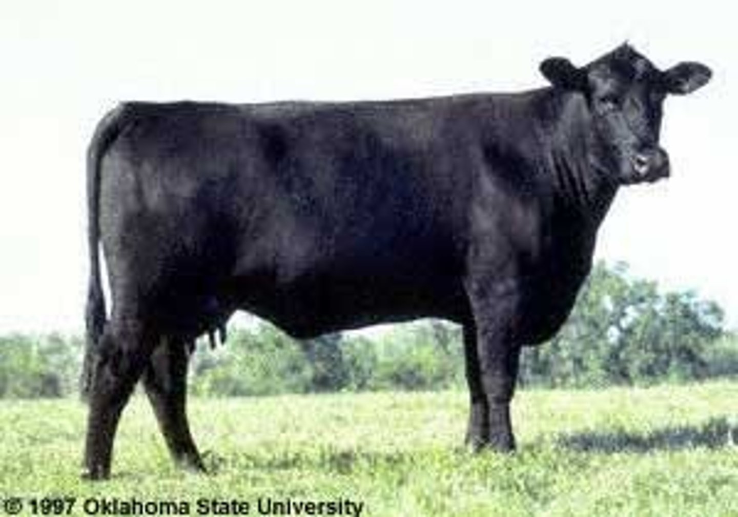 <p>black, all natually polled (no horns), superior marbling ability, muscular and compact</p>