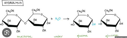 <p>This is a reaction in where polymers are hydrolyzed (broken down) into monomers during a hydrolysis reaction.</p><p>Covalent bonds between the monomers are cleaved during a _____ ______ as a water molecules is hydrolyzed into subcomponets<strong> (H and OH)</strong> and each subcomponent is added to a different monomer.</p><p>It is important to note that breaking any chemical bond, including the one in a polymer, requires energy. This energy know as activation energy is needed to initiate the reaction. During the reaction, a water molecule is split into a hydrogen ion (H+) and a hydroxly group (OH-). These fragments are added to the large molecule, breaking a covalent bond and separating it into smaller units (monomers)</p><p>The H+ and -OH fragment from the water molecule form new, more stable bonds with the monomers. The energy released by the formation of these more stable bonds is greater than the initial energy required to break the polymer bond/</p>