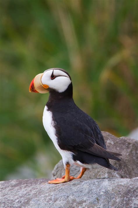 <p>Family: Alcidae</p>