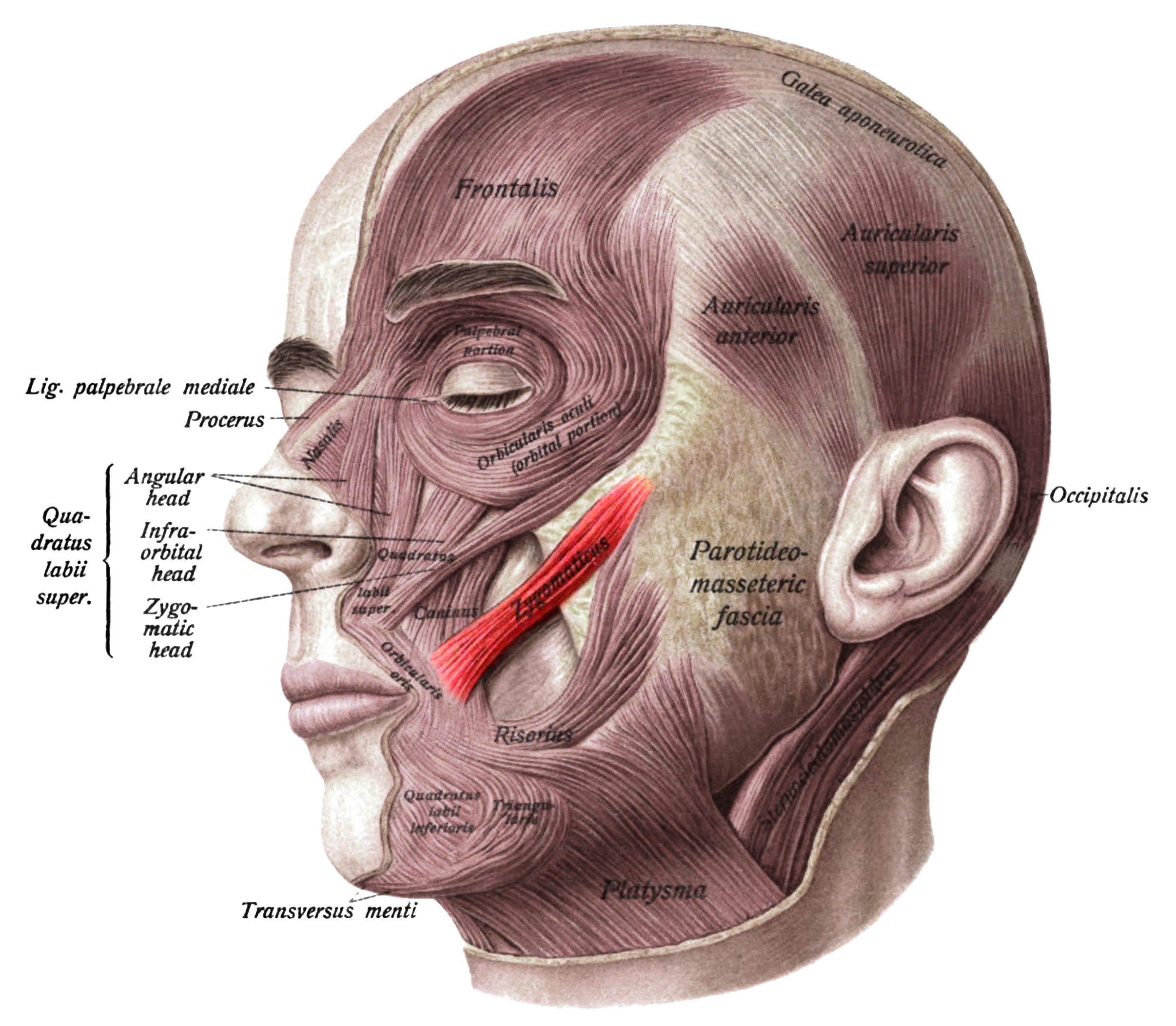 <p>Zygomatic Major &amp; Minor</p>