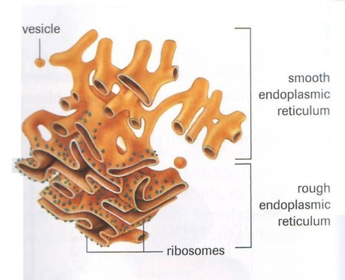 <p>ER with ribosomes, synthesizing proteins.</p>