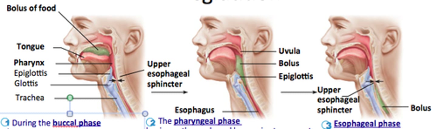<p>peristalsis begins; distention of esophagus near stomach opens cardiac sphincter; food enters stomach</p>