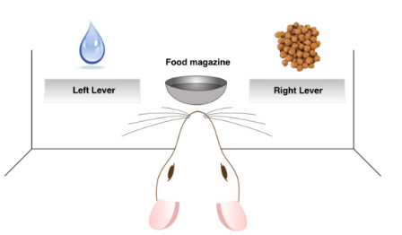 <p>Specific satiety testing between 2,5 &amp; 20 days results &amp; type of behav</p>