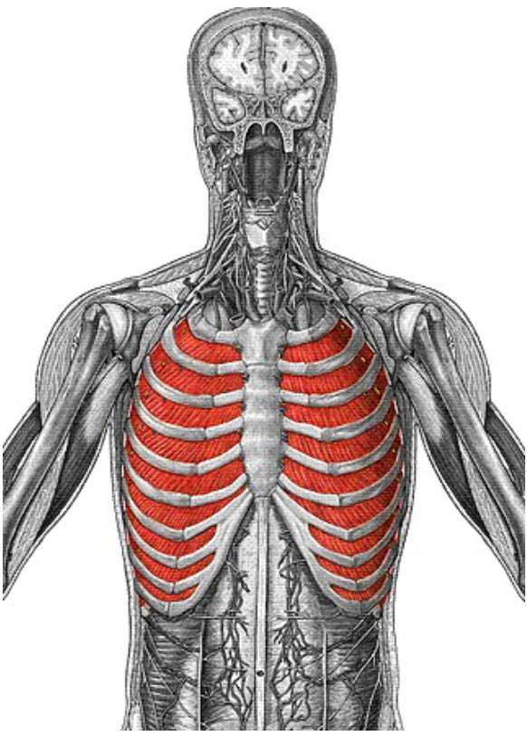 <p>Origin: Superior border of rib below Insertion: Inferior border of rib above Action: Pull ribs together and depress rib</p>