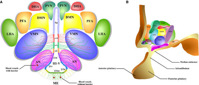 <p></p><p>hypothalamus</p><p>Heating, sympathetic.</p><p></p>