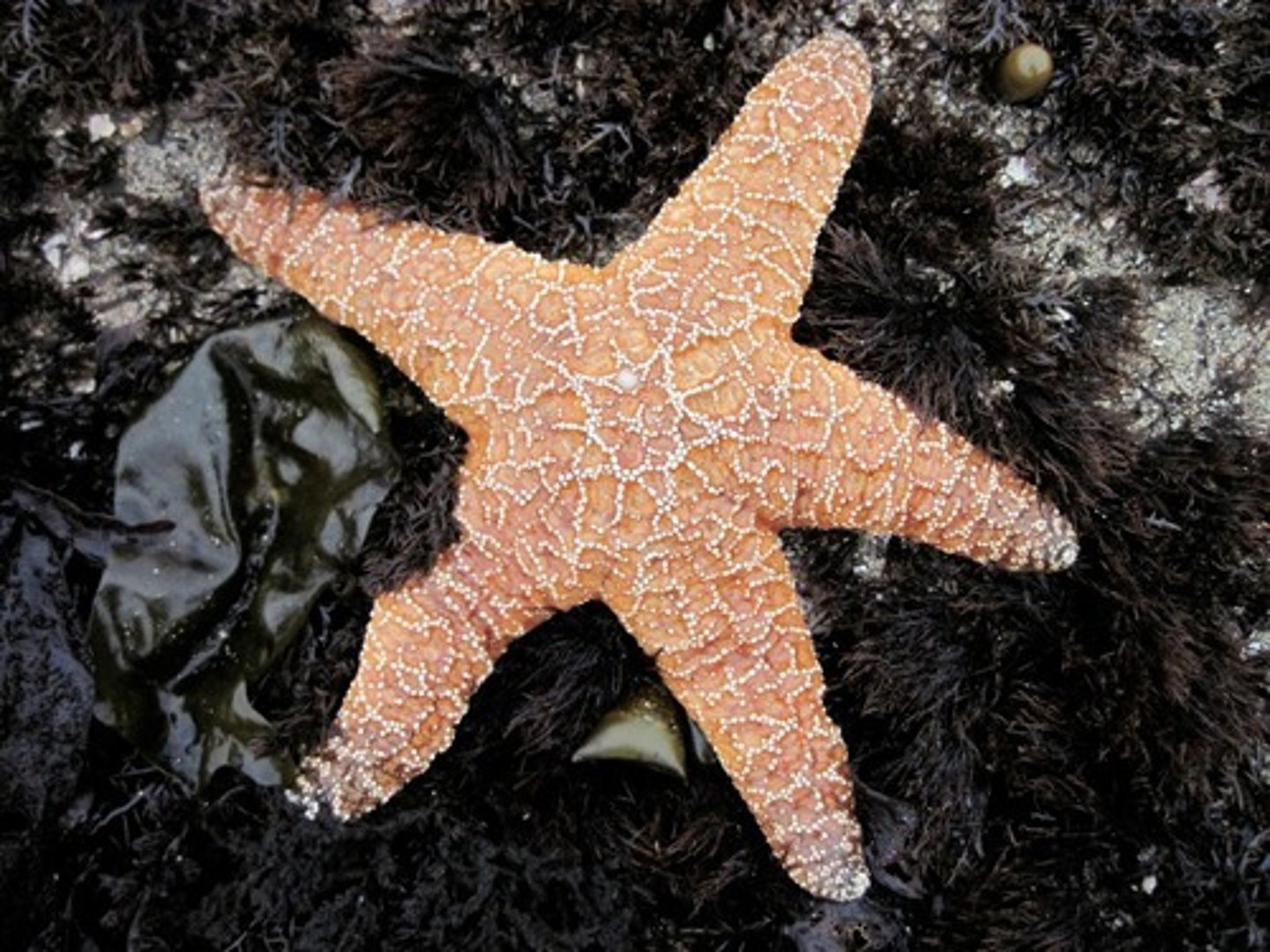 <p>"Star like"</p><p>•Sea stars; star-shaped with</p><p>broad arms</p><p>•Tube feet with suckers for</p><p>movement</p><p>•Anus and madreporite on</p><p>aboral surface</p>