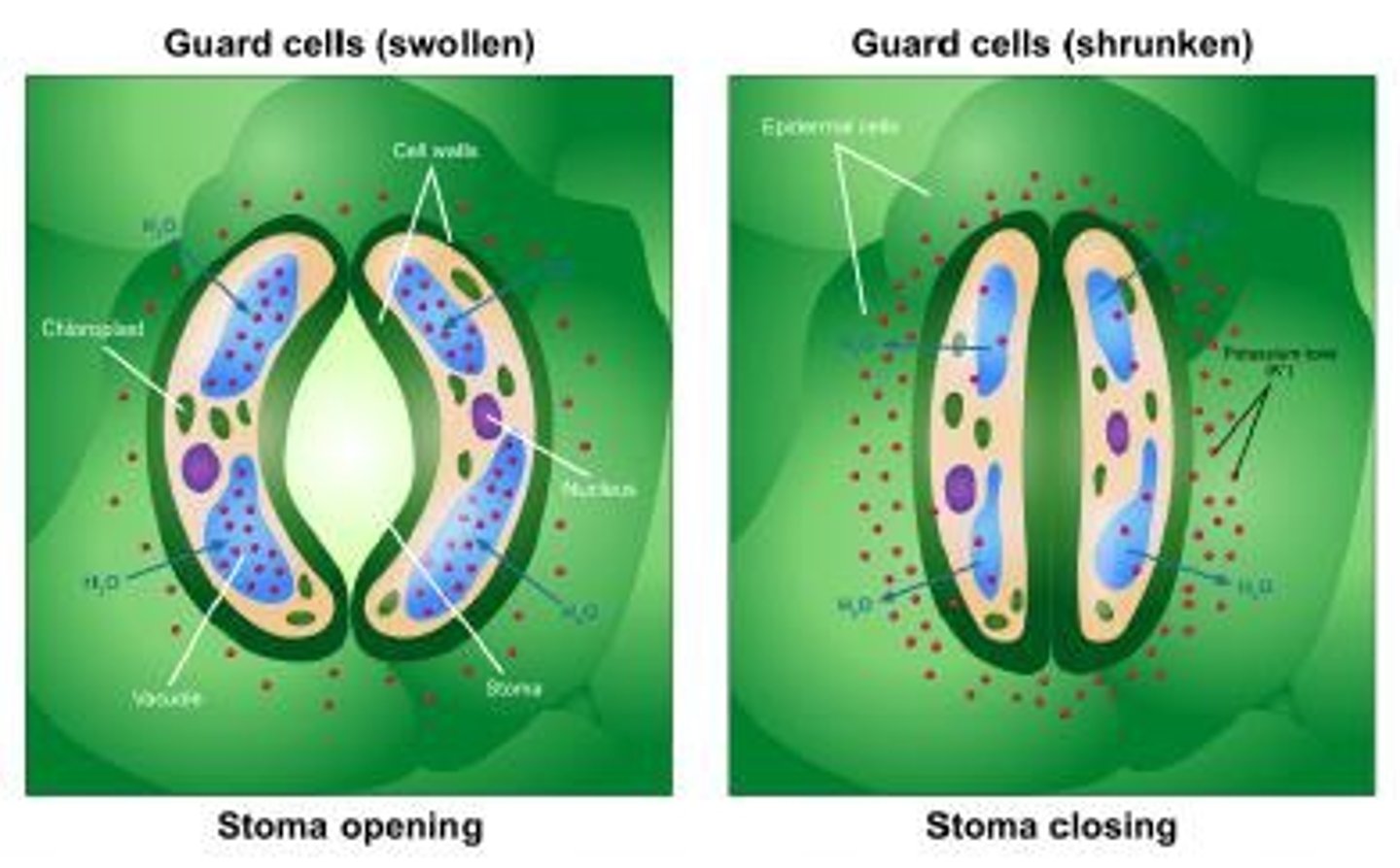 <p>Guard cells regulate the opening and closing of stomata to control water loss and gas exchange.</p>