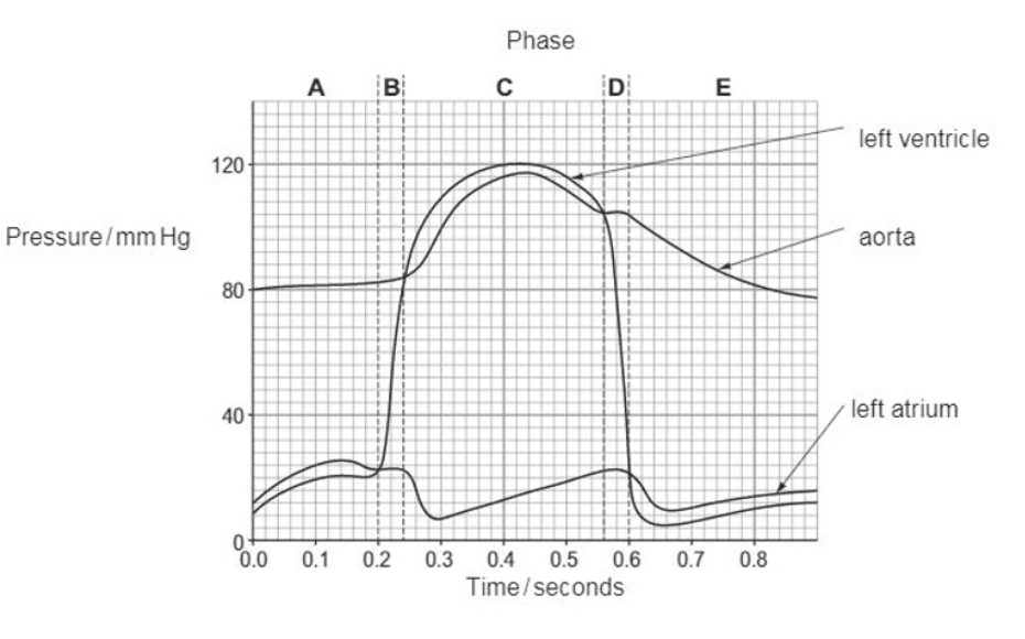 <ul><li><p><span>The ventricular systole causes blood to enter the arteries (pulmonary artery and aorta) and the pressure in the arteries rises.</span></p></li></ul><p></p><ul><li><p>As the ventricles start to relax, the pressure falls until, at <span>0.56 seconds, the pressure in the ventricles falls below that in the arteries, the semi-lunar valves fill with blood and close.</span></p></li></ul>