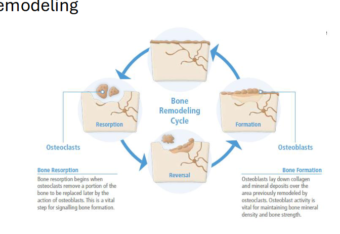 <p>Organization and composition</p><p>Function</p><ul><li><p>Bone remodeling</p></li></ul><p></p>