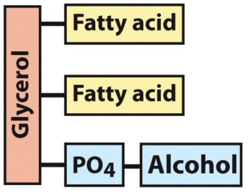 <p>What is the name of this molecule and what category of lipids does it fit into?</p>