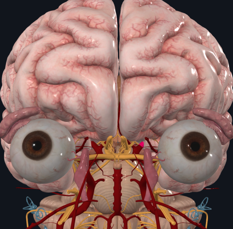 <p>What is highlighted in pink</p>