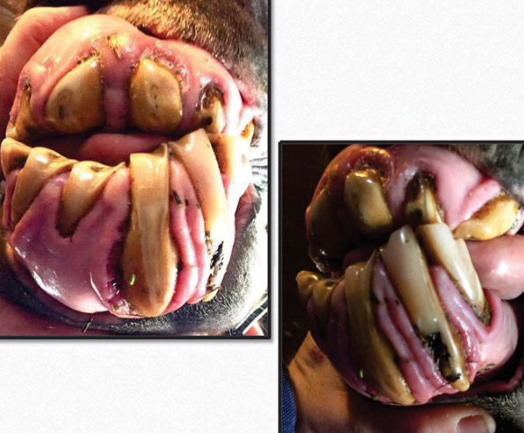 <p>What dental abnormality is this?</p>