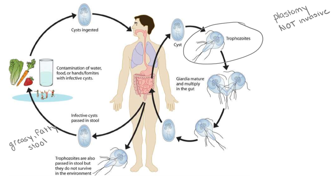 
1. ingested
2. undergo plasmotomy and excyst in small intestine
3. binary fission
4. encyst near colon
5. cysts exit in feces
