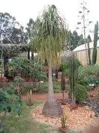 <p>Ponytail Palm</p>
