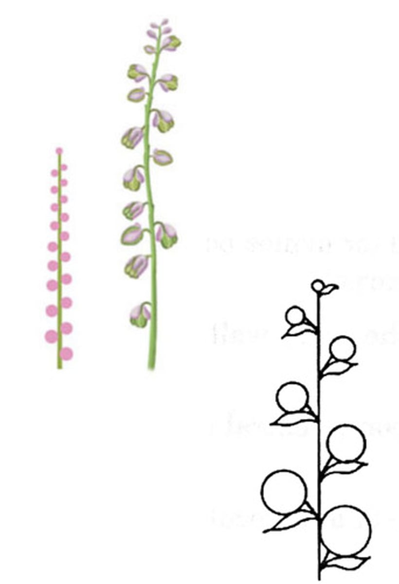 <p>Inflorescence consisting of a central stalk (rachis) with sessile, or nearly sessile, flowers</p>