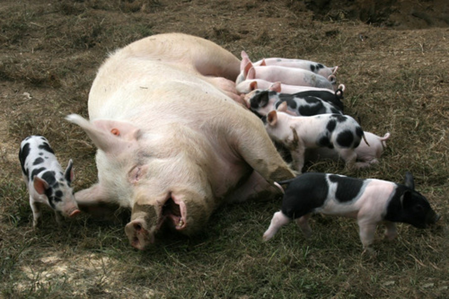 <p>the activity of keeping animals or plants in order to produce animals or plants that have particular qualities</p>