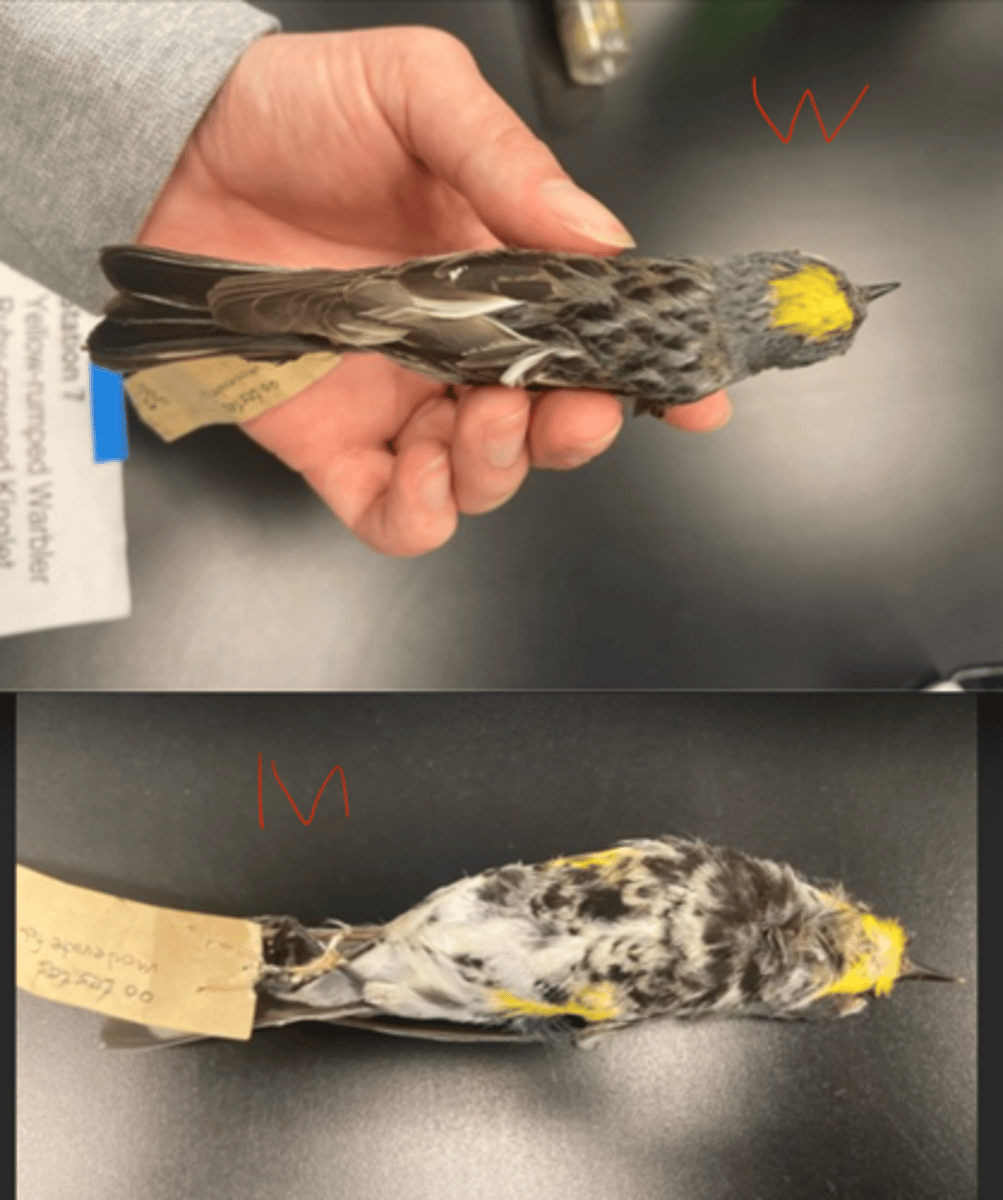 <p>Audubon call</p><p>DIET</p><p>- Omnivorous (both plants and animals)</p><p>---------------------------</p><p>BEAK</p><p>- straight</p><p>- thin bill</p><p>---------------------------</p><p>FOOT MORPHOLOGY</p><p>- Anisodactyl</p>