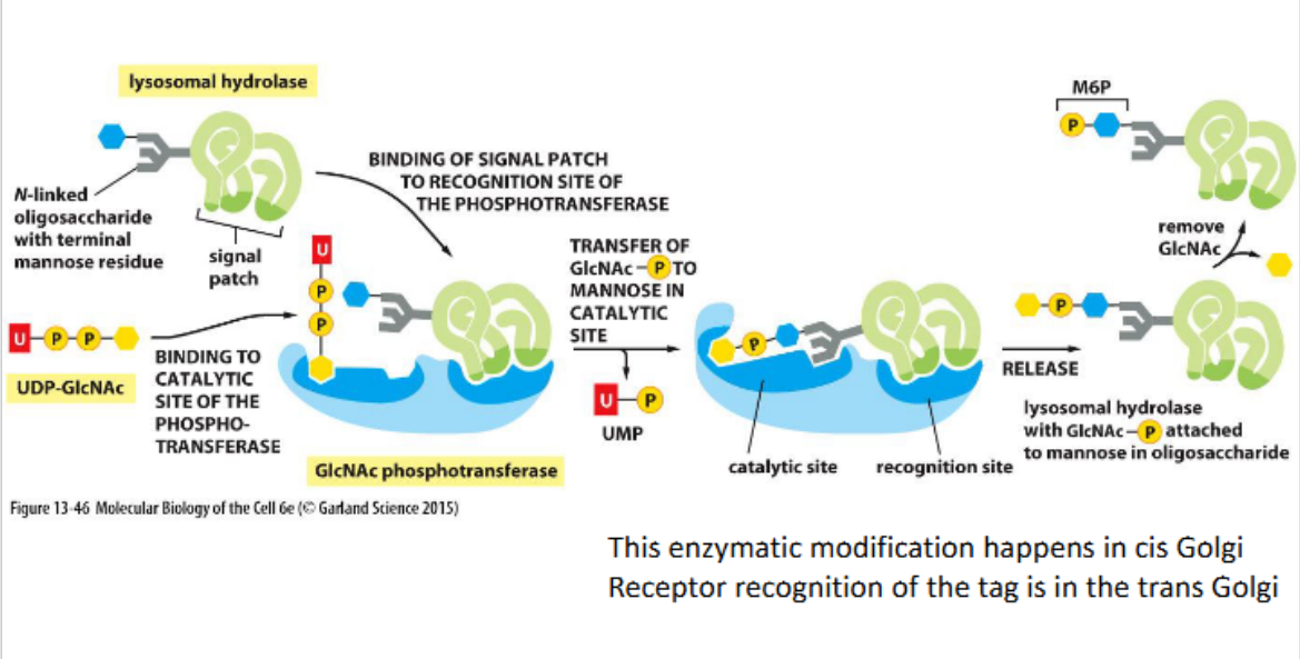 <p>In animal cells, lysosomal hydrolases are tagged with mannose-6-phosphate (M6P) in the Golgi. M6P receptors recognize these tags and direct the proteins into clathrin-coated vesicles for delivery to endosomes en route to lysosomes.</p><ul><li><p>A hydrolase is an enzyme that catalyzes the breakdown of molecules using water, typically splitting large molecules into smaller ones.</p></li></ul><p></p>