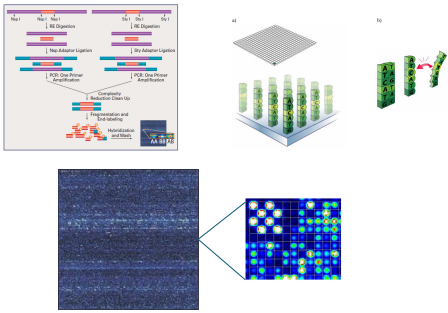 <p>Genome-Wide Human SNPs Arrays</p>