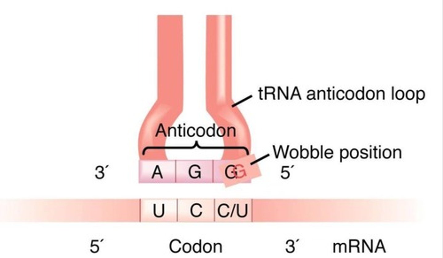 <p>Triplet sequences of nucleotides in mRNA that specify amino acids.</p>