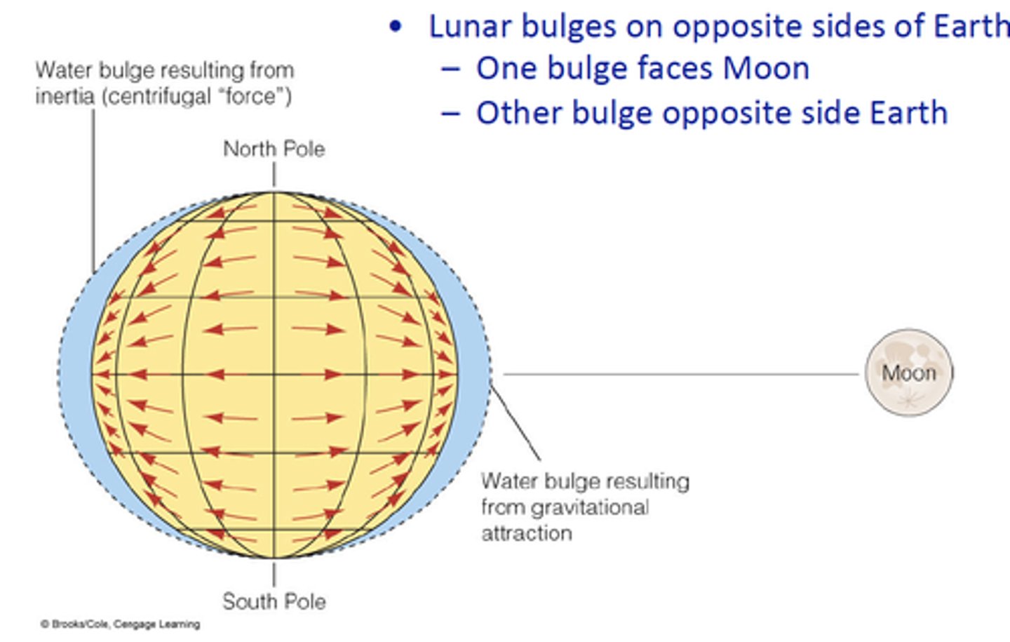 <p>the force from the gravitational pull of the Moon and the Sun that causes tides on Earth</p>