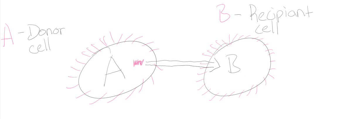<p>Sex/Conjugation Pili</p>