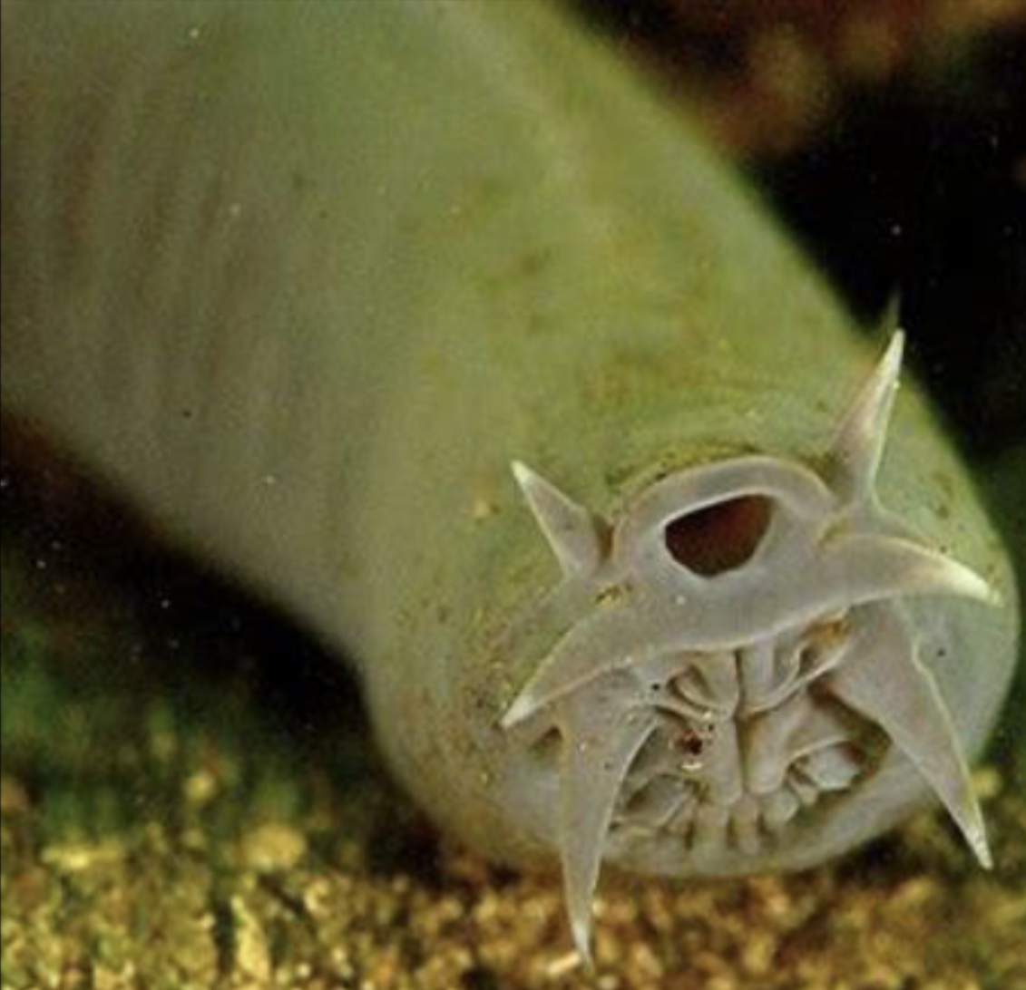 <p>!</p><p>phylum</p><p>subphylum</p><p>class</p><p>order?</p>