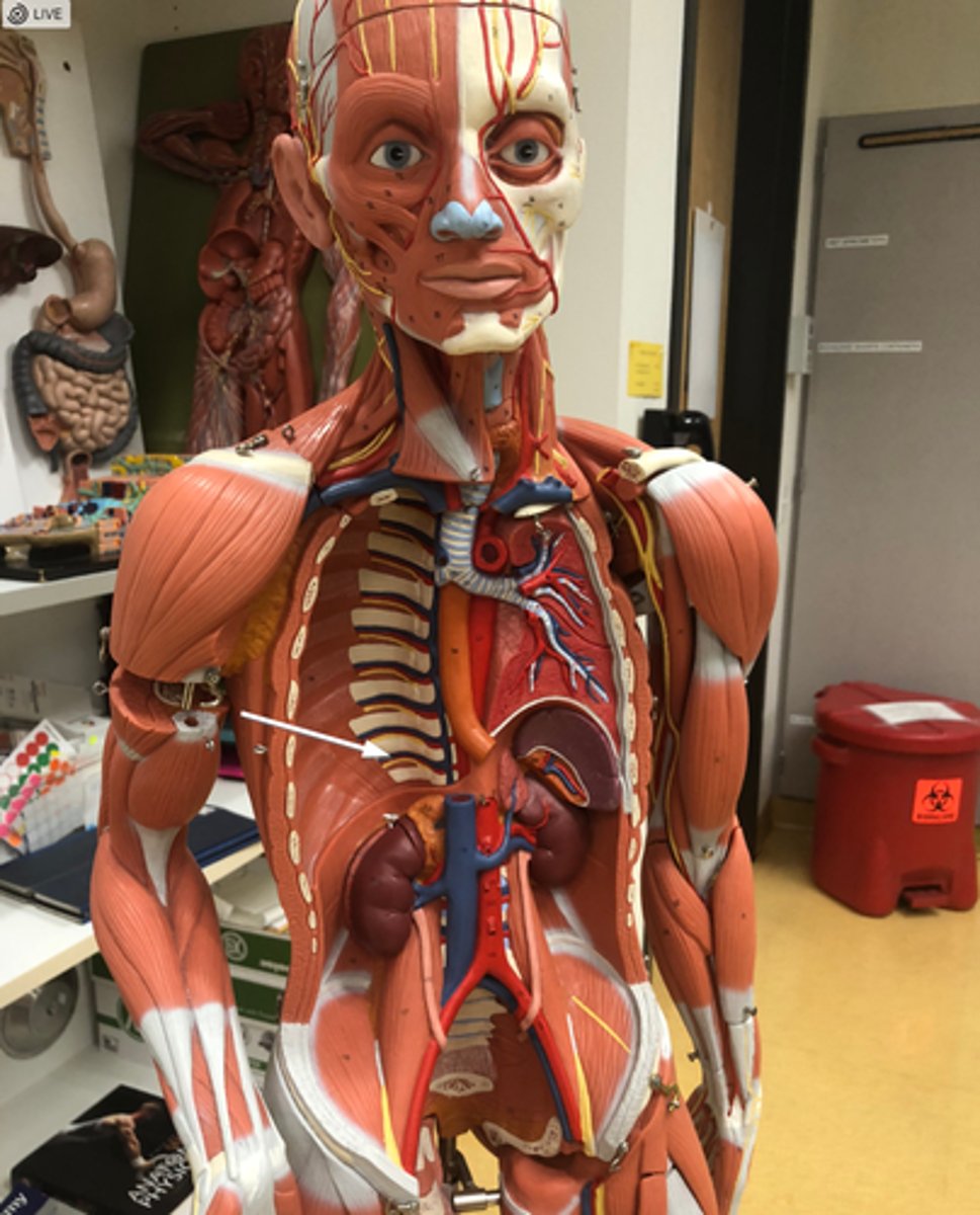 <p>branching off vertebrae</p>