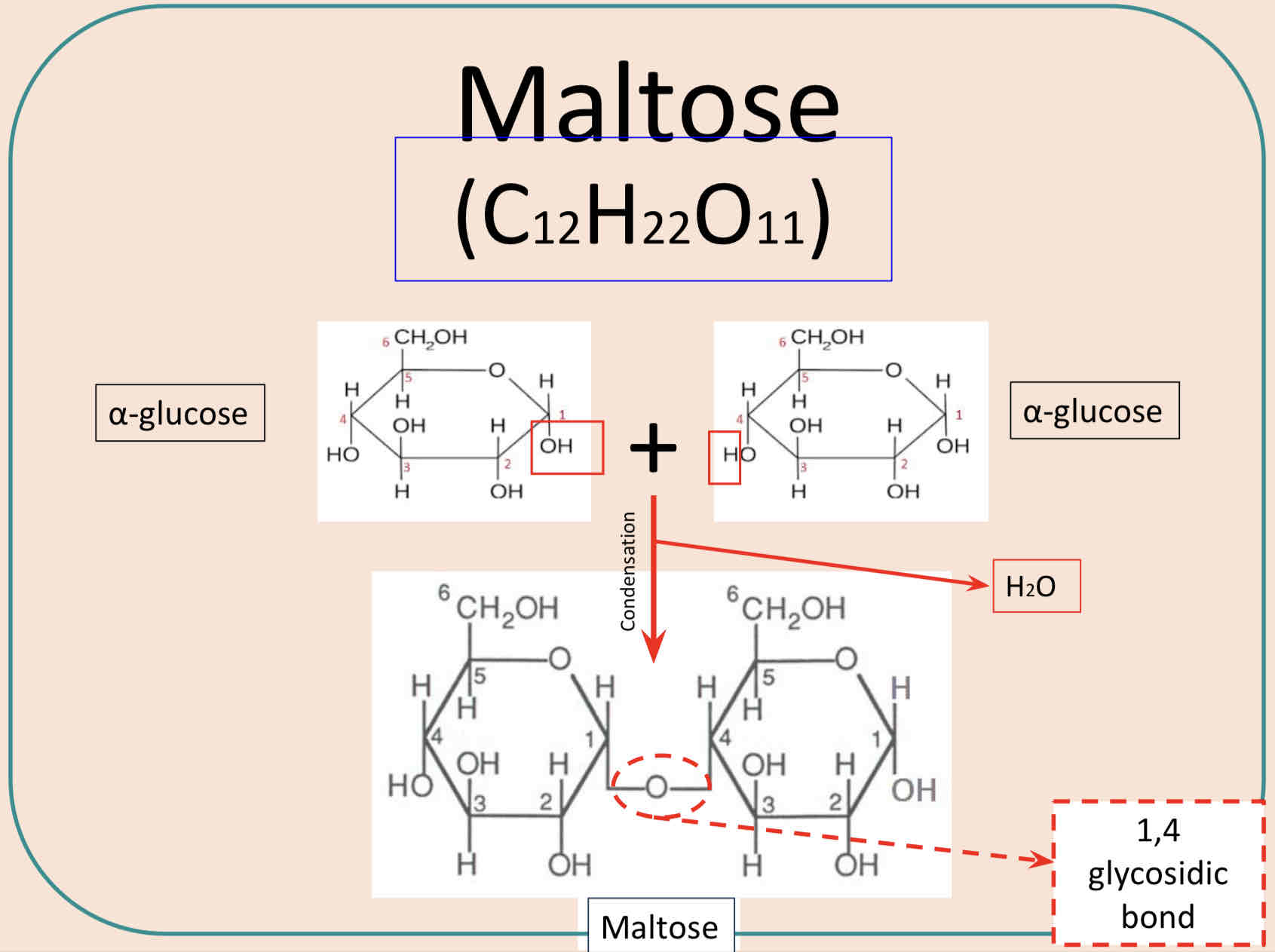 <p>When two α glucose molecules are joined by condensation reaction the disaccharide maltose is formed. The diagram below shows water being removed between C1 of the first glucose molecule and C4 of the second (the atoms removed are shown in red).</p><p>A 1-4 glycosidic bond is formed.</p><p>The difference between α glucose and β glucose is that the H and OH atoms at C1 are flipped.</p><p>Water is released as a byproduct during condensation.</p>