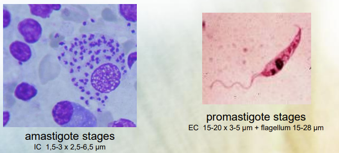 <p>Amastigote stage and promastigote stage (Leishmania)</p>