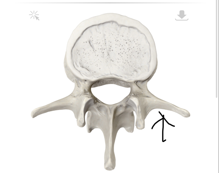 <p>Hoe heet dit botpunt?</p>