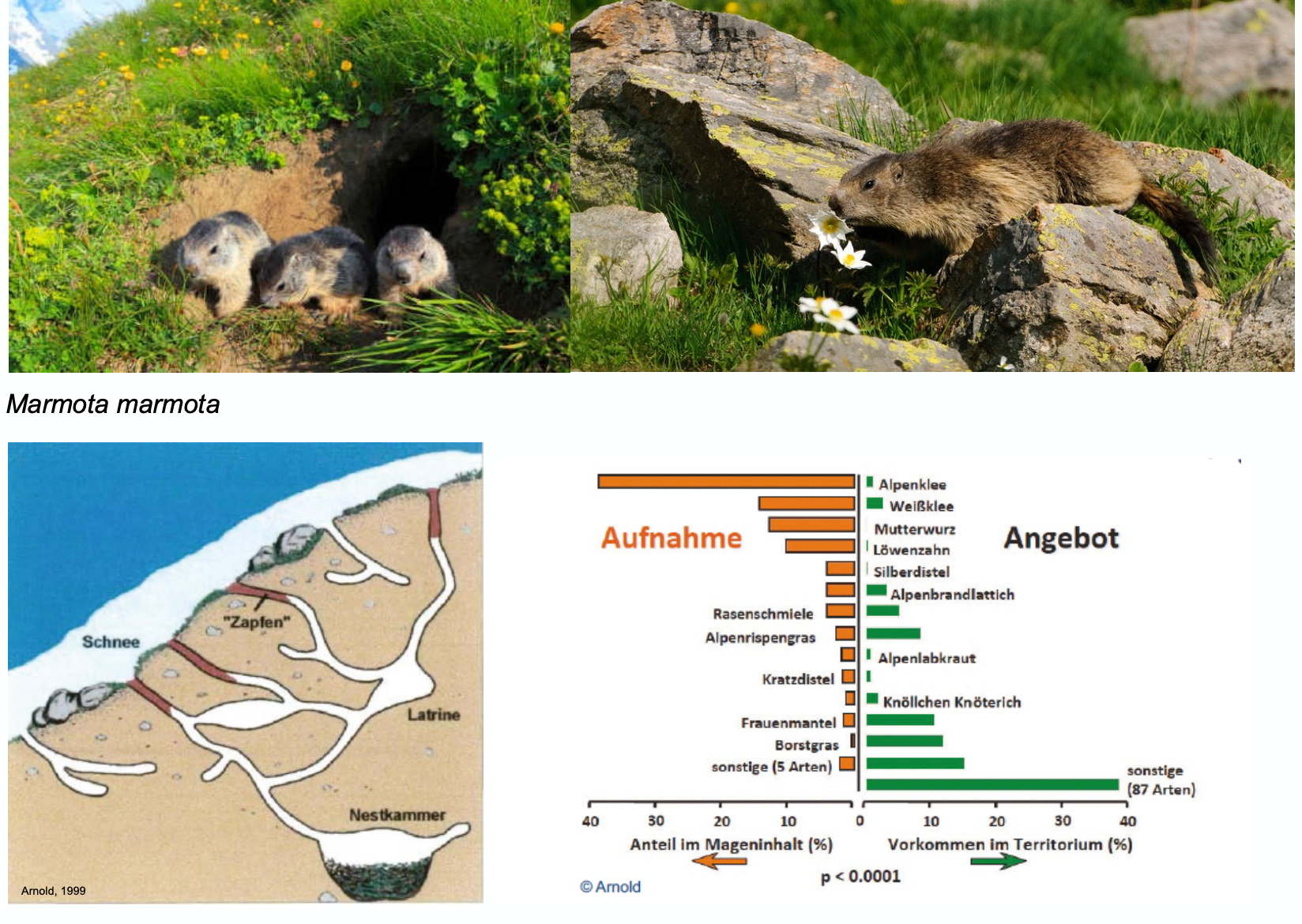 <p><strong>Biologie</strong></p><p class="p1"><span style="line-height: normal;"><span>− </span></span>tagaktiv, lebt in kleinen Familiengruppen, stösst bei Gefahr Warnpfiffe aus</p><p class="p1"><span style="line-height: normal;"><span>− </span></span>komplexe Bausysteme, bis 1.7 m tief, Werk von Generationen (90% des Lebens im Bau)</p><p class="p1"><span style="line-height: normal;"><span>− </span></span>Nahrung: 1.5 kg Grünfutter/Tag: Gräser, Krautpflanzen, Wurzeln und Beeren</p><p class="p1"><span style="line-height: normal;"><span>− </span></span><strong>Winterschlaf</strong> ca. 6 Mt., Stoffwechsel nur noch 3-5% des Sommerwertes, absenken der Körpertemperatur auf unter 5°C, erwachen alle 2-3 Wochen (erwärmen sich auf 34 Grad),</p><p class="p1"><span style="line-height: normal;"><span>− </span></span>Paarungszeit April-Mai, im Juni meist 3-4 Junge, 1 Wurf pro Jahr</p><p class="p1"><strong>Vorkommen</strong></p><p class="p1"><span style="line-height: normal;"><span>− </span></span>Voralpen und Alpen auf alpinem Grasland, 1100-3000 m ü. M.</p><p class="p1">Alpenmurmeltiere im Jura sind auf Aussetzungen zurückzuführen</p>
