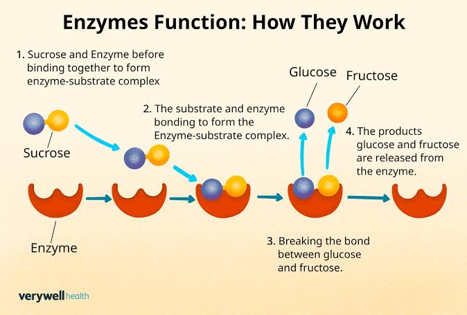 <p>Enzymes</p>