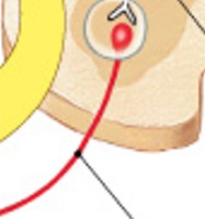 <p>Which type of fiber:</p><ul><li><p>Axons of preganglionic neurons</p></li></ul><p></p>