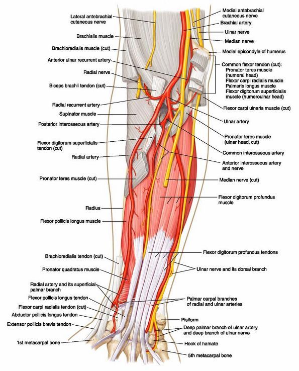 <p>Medial forearm: both travel together under *FCU* — artery red, nerve yellow. Mnemonic: "Ulnar = red &amp; yellow twins." 🎯</p>