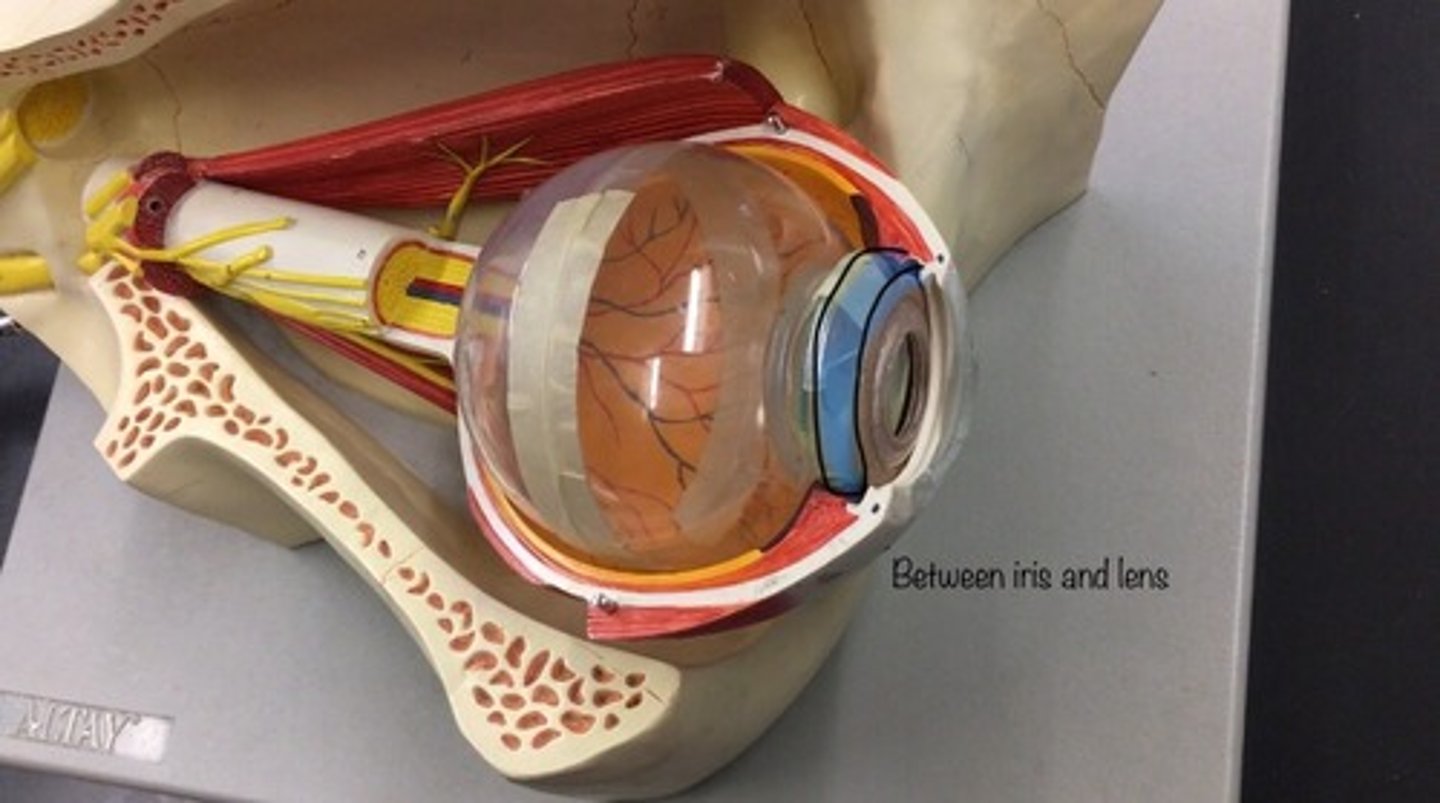 <p>a narrow space behind the peripheral part of the iris, and in front of the suspensory ligament of the lens and the ciliary processes. The space between the iris and the lens.</p>