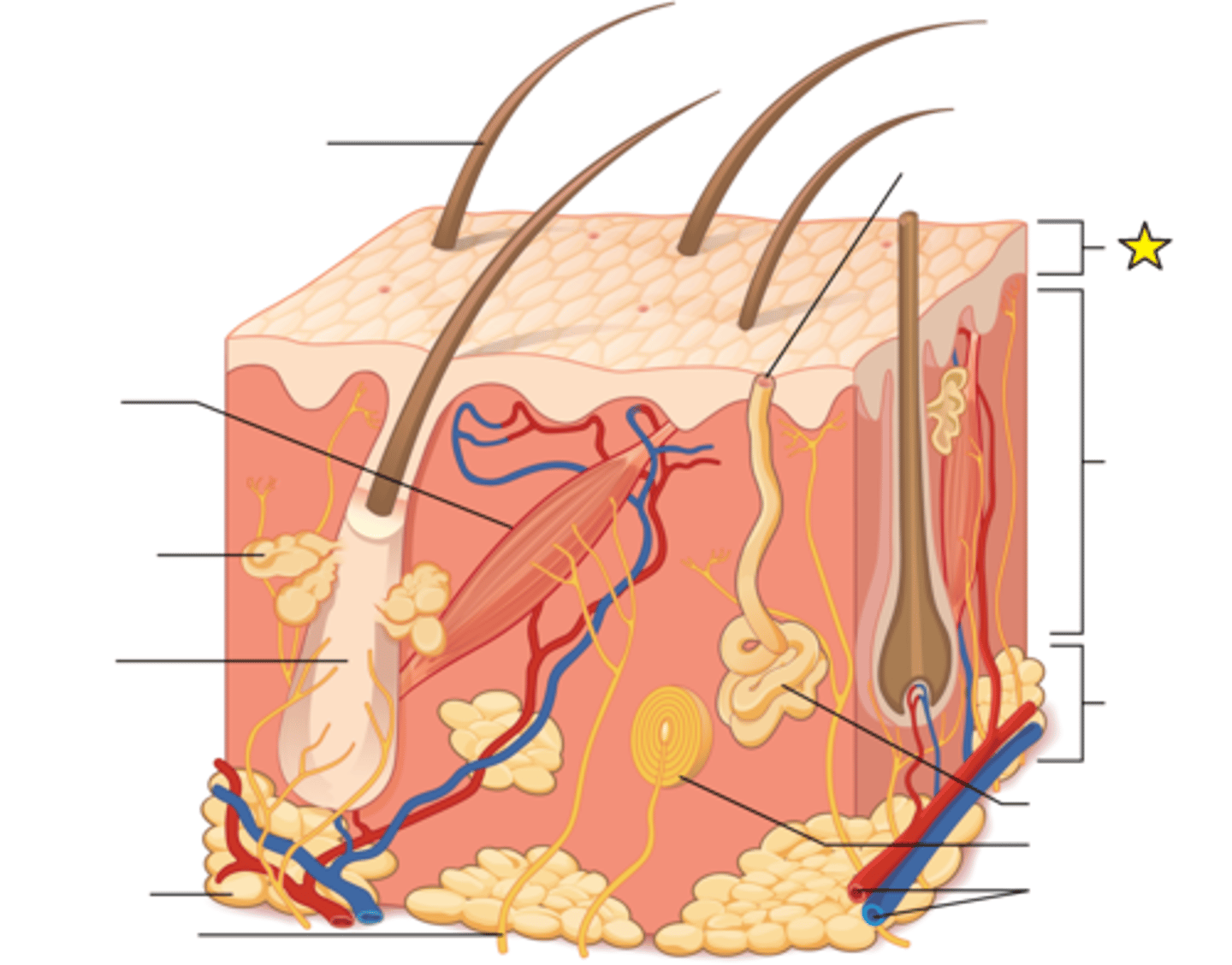 <p>Composed primarily of keratinocytes arranged into layers called strata; Thin skin epidermis has 4 strata layers; Thick skin epidermis has 5 strata layers (palms and soles)</p>