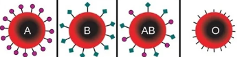 <p>prescence of specific <strong>glycoproteins </strong>- determines ABO blood typing system</p>