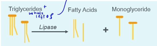 <p>mechanic: peristalsis. chemical: pancreatic lipase</p>