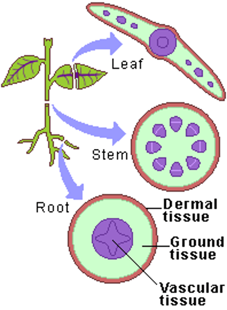 <p>1. <b>Dermal</b>: is a single layer of cells that covers the plant body and protects it<br>2. <b>Ground</b>: makes up bulk of plant, is responsible for photosynthesis and storage<br>3. <b>Vascular</b>: which provides support and transports water, nutrients, and photosynthetic products between root and shoot system</p>