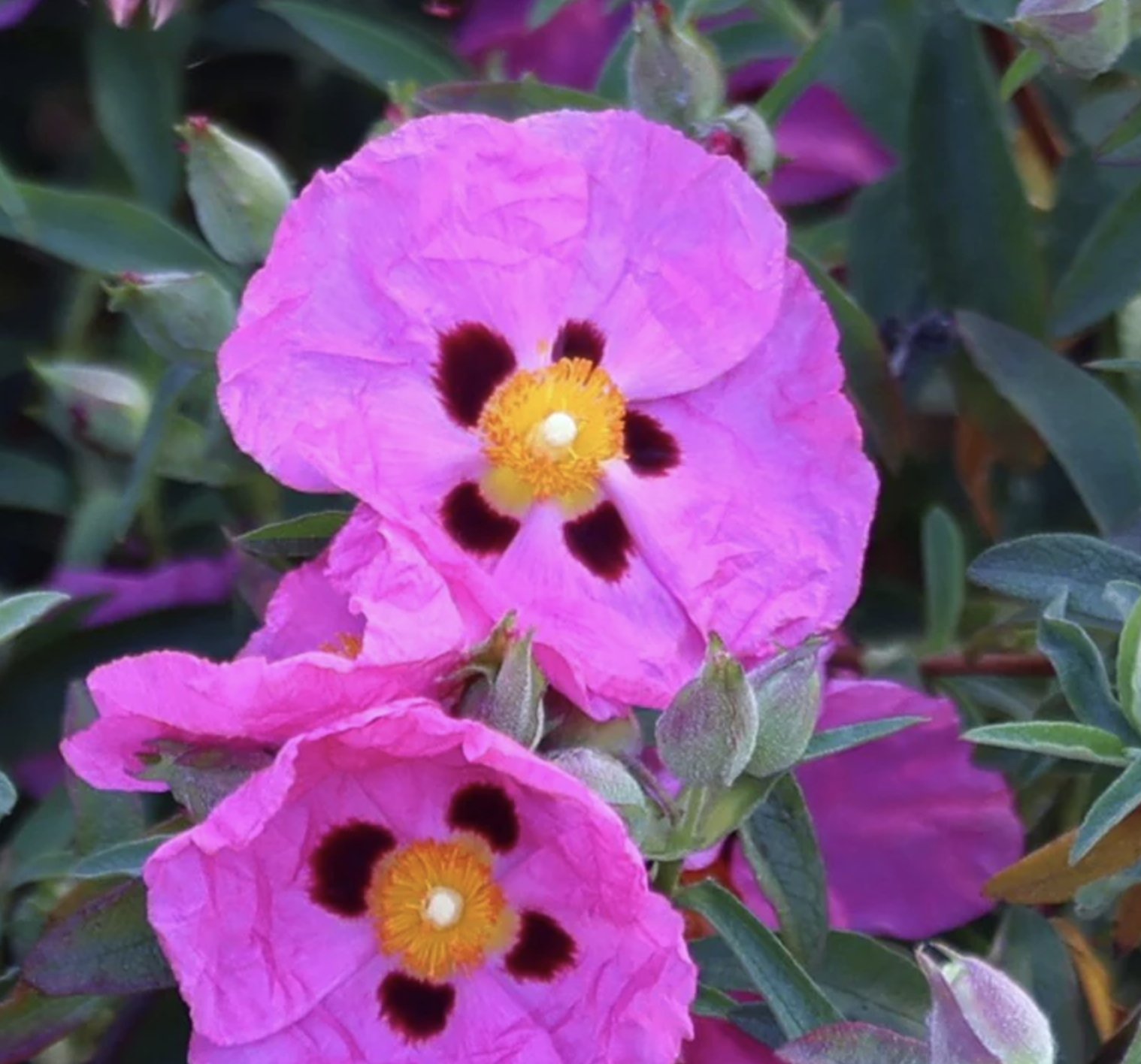 <p>rockrose</p><p>crinkled leaves, is a shrub, has distinct flowers kind of looks like sage , is a shrub </p>