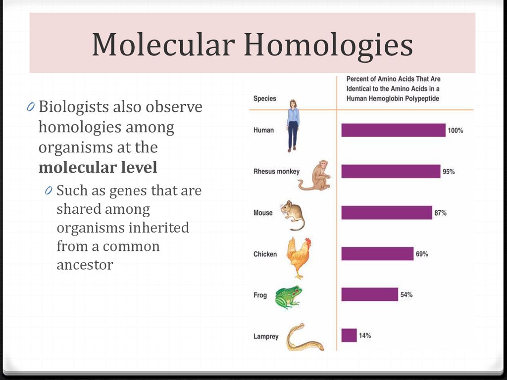 <p>Molecular Homology</p>