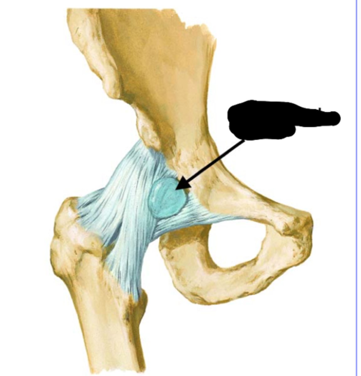 <p>identify, function</p>