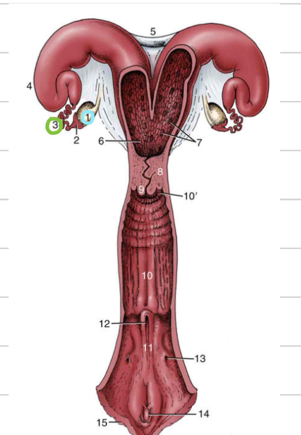 <ul><li><p>connects uterine horns to one another (5)</p></li><li><p>dorsal and ventral ligaments</p></li><li><p>important in diagnosis pregnancy in bovine (allows for manipulation of uterus)</p></li></ul>