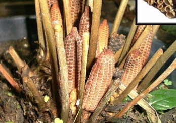 <ol><li><p>identify the organism</p></li><li><p>identify the structure</p></li></ol><p></p>