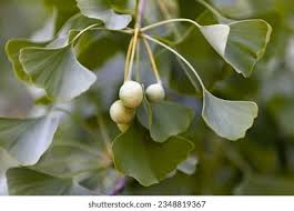 <p>Fan-shaped leaves, motile sperm, only one living species</p>