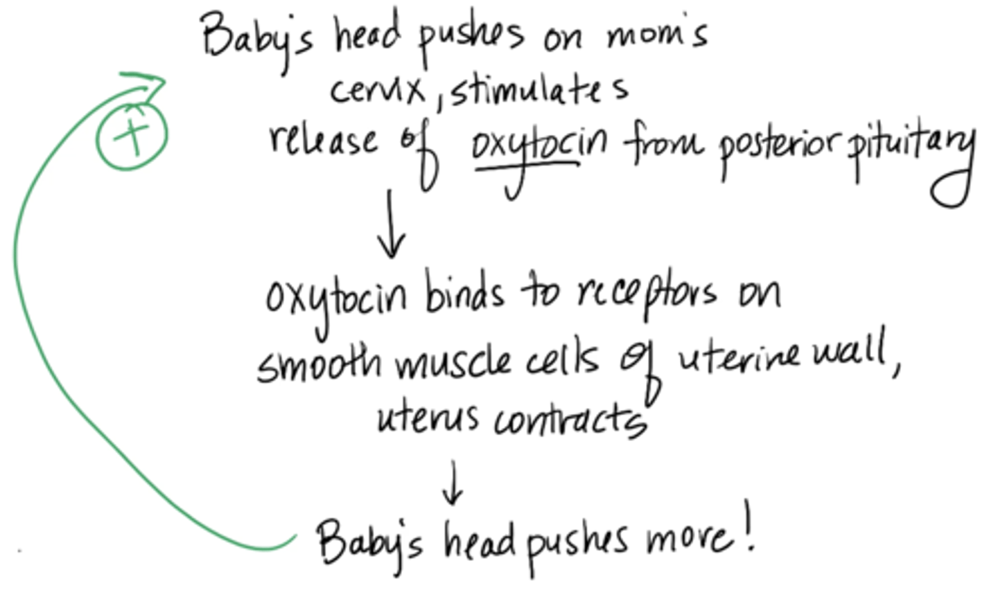<p>1. Baby’s head pushes on mom’s cervix, stimulates release of oxytocin from posterior pituitary </p><p>2. oxytocin binds to receptors on smooth muscle cells of uterine wall, uterus contracts </p><p>3. baby’s head pushes more (continues until baby is out)</p>