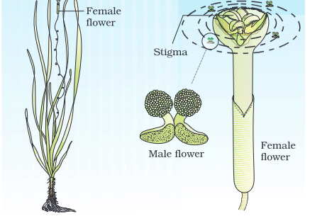 <p>the diagram shows pollination in </p>