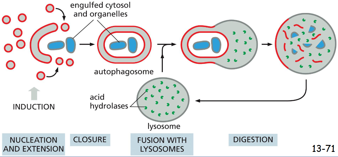 <p>unwanted proteins and organelles</p><p>Vesicles of unknown origin fuses and grows to form a double membrane-enclosed autophagosome, which is then fused with lysosomes</p>