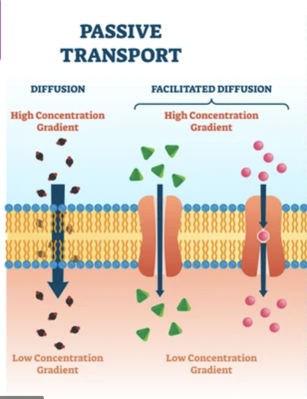 <p>a type of membrane transport that does not require energy to move substances across cell membranes, passes from an area of high concentration to low concentration</p>